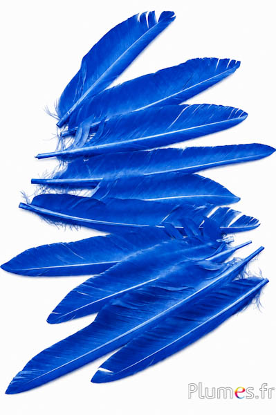 Oca testa - 15-20 cm - blu